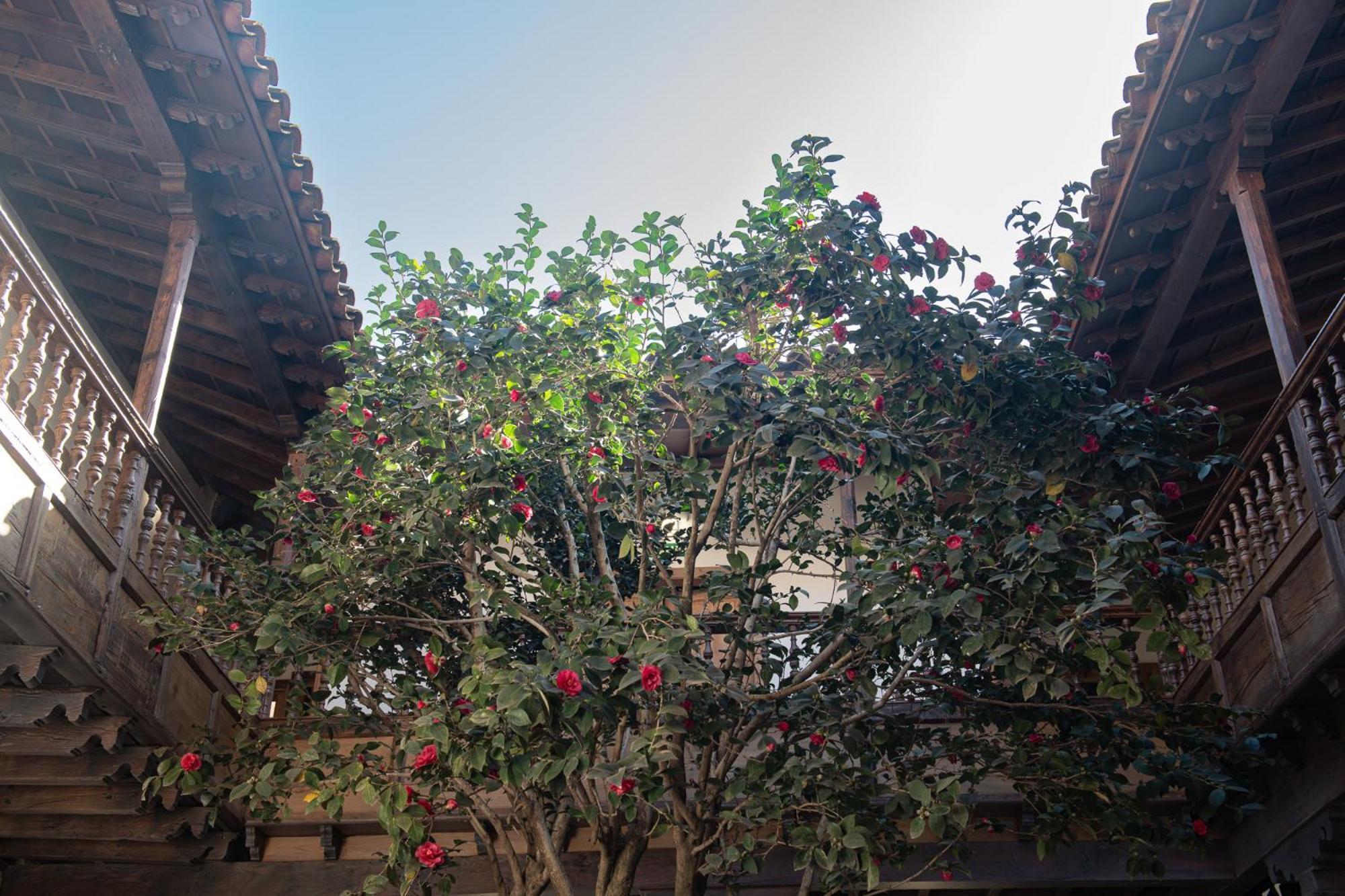 拉拉古纳 La Casa De La Camelia酒店 外观 照片